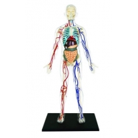 13" 透明人體模型 TRANSPARENT HUMAN BODY ANATOMY MODEL